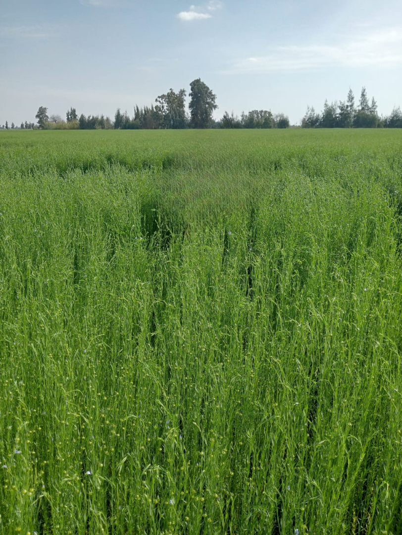 Background field scene in Nile Delta