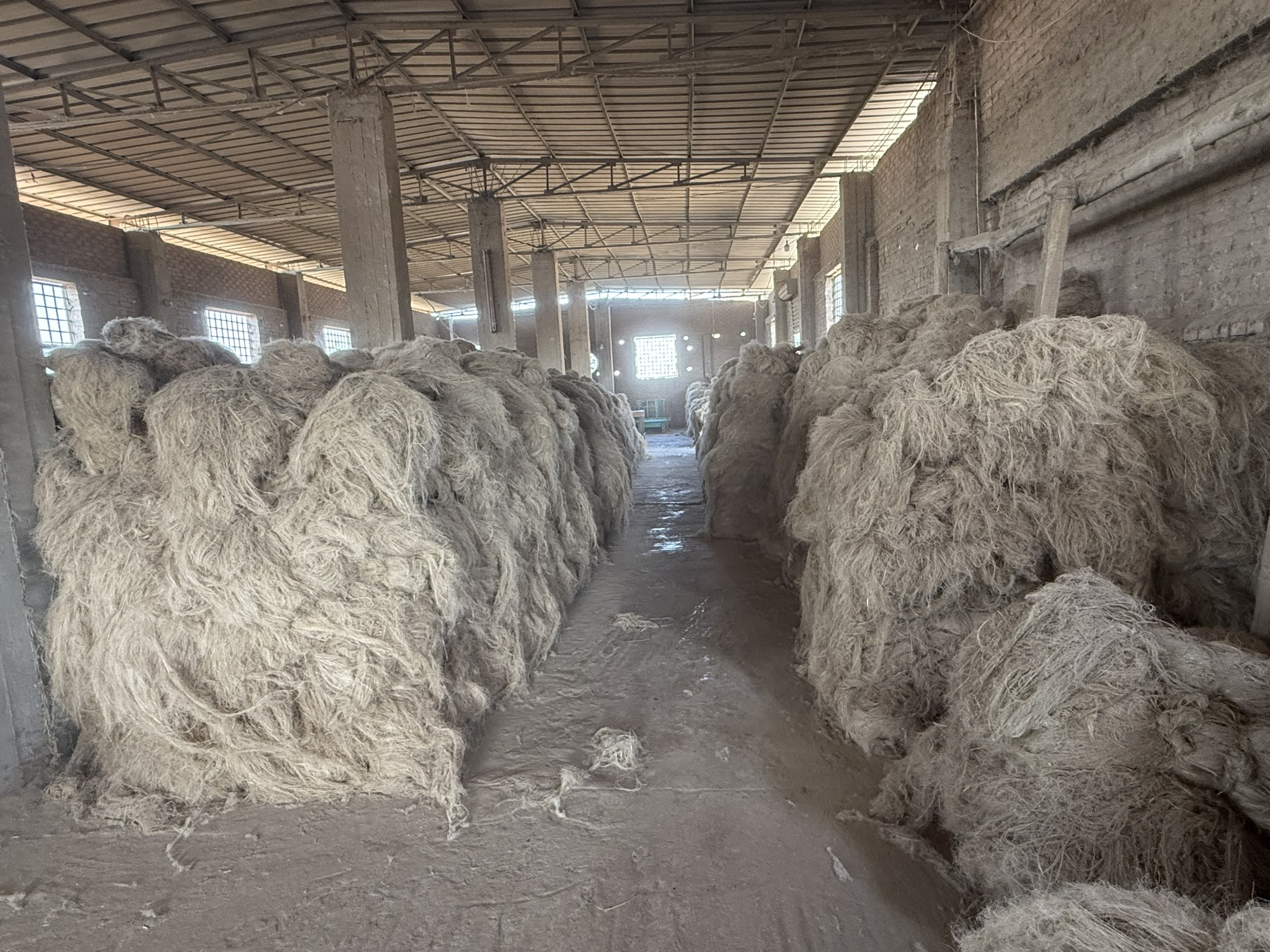 Premium flax fibers prepared for export