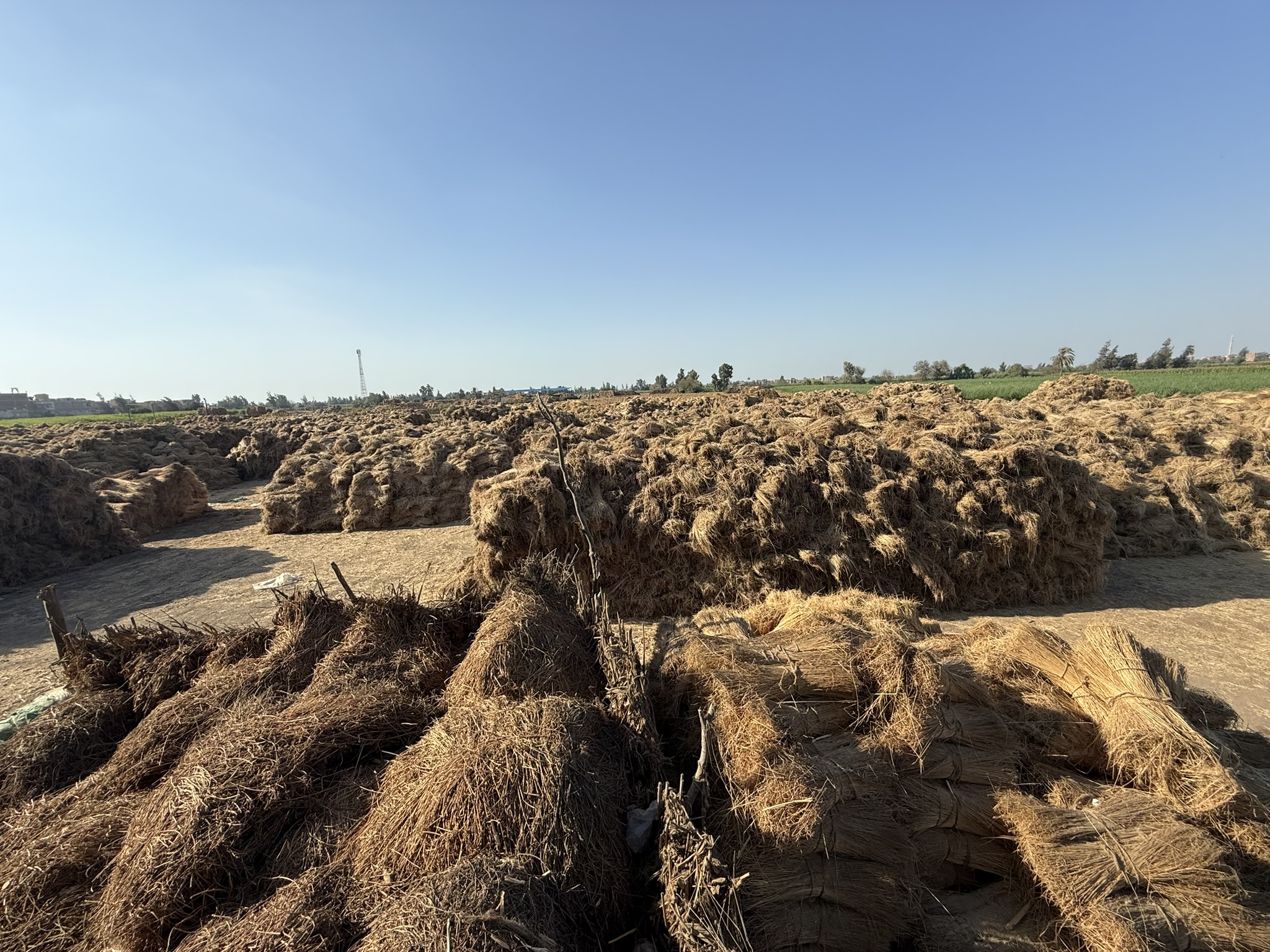 Retted flax stacks in Nile Delta