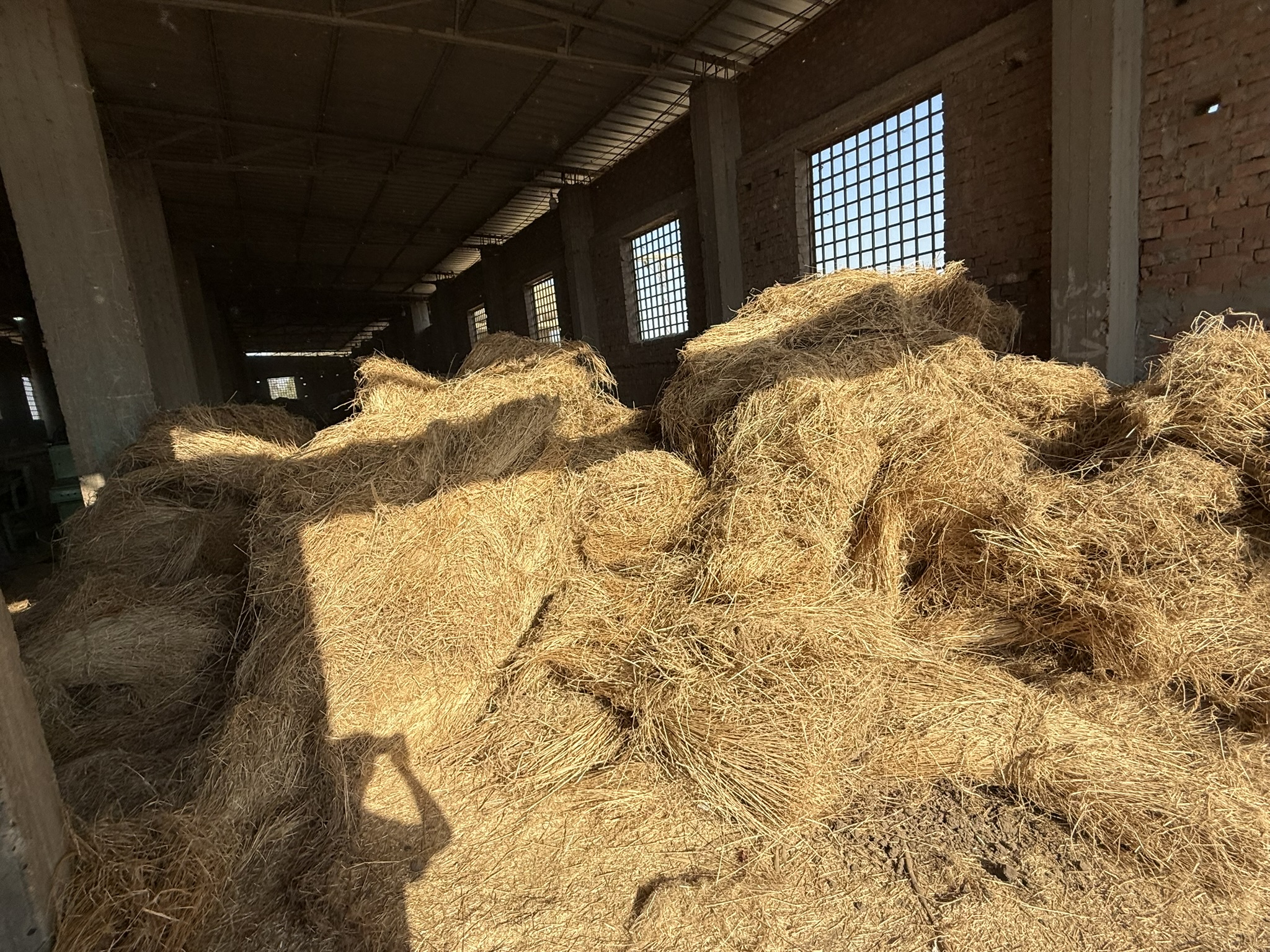 Bundled flax ready for transport